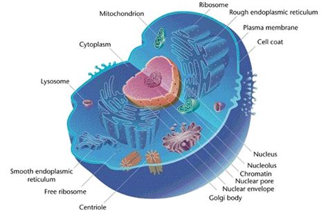 cell structure structure types functions  interesting facts