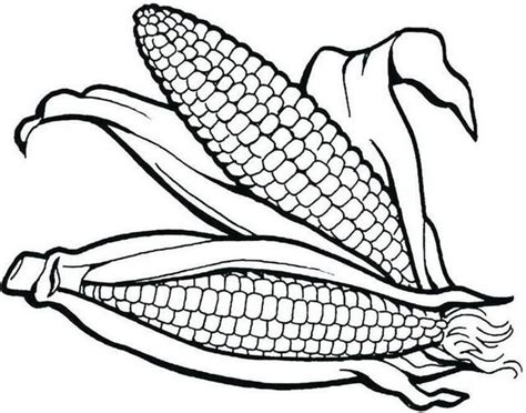 pin  illustration designer  corn coloring pages vegetables