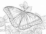 Morpho 101coloring sketch template