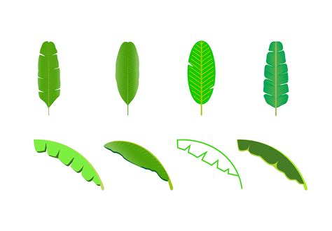 banana leaf vector   vector art stock graphics images