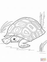 Coloring Pages Turtle Snapping Tortoise Gopher Color Drawing Getcolorings Printable Life Alligator Line Animals Info sketch template