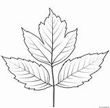 Elder Leaf sketch template