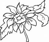 Dahlia Coloring Pages Categories sketch template
