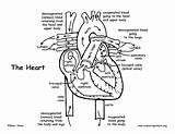 Heart Coloring Anatomy Pages Human Printable Blood Flow Diagram Body Through Lungs Organs Key Kids System Book Labeled Endocrine Advanced sketch template