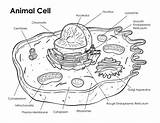 Cell Coloring Animal Key Labeled Via sketch template