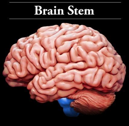 brain stem located   base   brain  brainstem  composed   midbrain