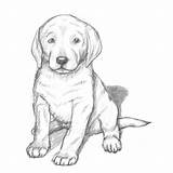 Dog Drawing Realistic Easy Drawings Lab Pencil Labrador Puppy Yellow Step Draw Coloring Pages Puppies Labradors Dogs Simple Cute Labs sketch template