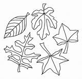 Coloring Tree Leaf Pages Leaves Maple Dogwood Fall Thanksgiving Getcolorings Pile Dogwoods Autumn Getdrawings Colorings Printable sketch template