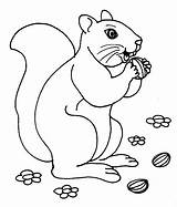 Squirrel Coloring Nuts Nut Pages Printable Kids Pano Seç sketch template