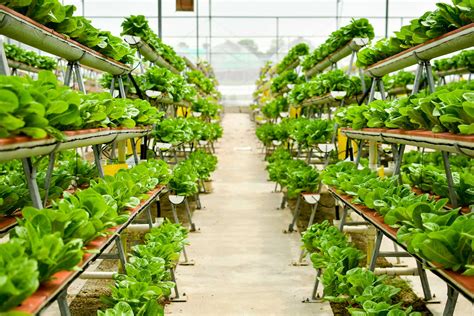 vertical farming eine der antworten zukuenftiger gesunder ernaehrung