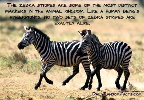 zebra quotes zebra crossing pinterest