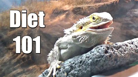 healthiest diet  adult dragons bearded dragon diet dragons