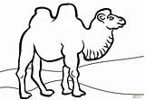 Camel Coloring Pages Camels Bactrian Printable Colouring Clipart Print Drawing Caravan Kids Book Color Pic Animals Getdrawings Popular Winsome sketch template