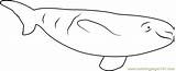 Beluga Whale Relaxing Coloringpages101 sketch template