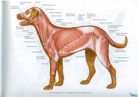 poverkhnostnye myshtsy sobaki dog muscles anatomy anatomia del perro