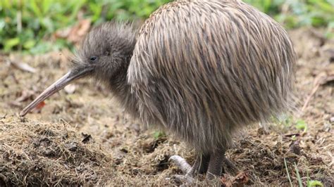 Kiwi New Zealand Native Land Birds