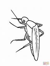 Mosquito Coloring Pages Printable sketch template