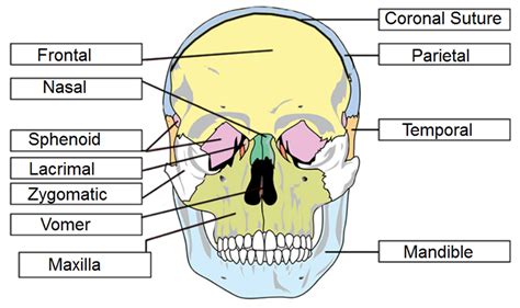 skull labeling answer key