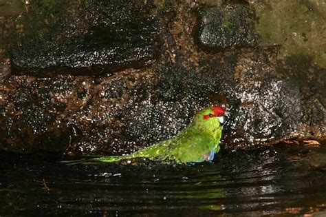 kakariki parrot swimming   pool   zealand native bi flickr