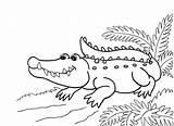 Coloring Alligator Crocodile Pages Kids American Printable Drawing Color Print Water Getdrawings Getcolorings sketch template