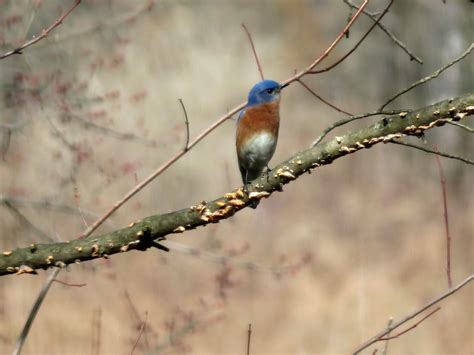 pretty  bluebird jbern flickr