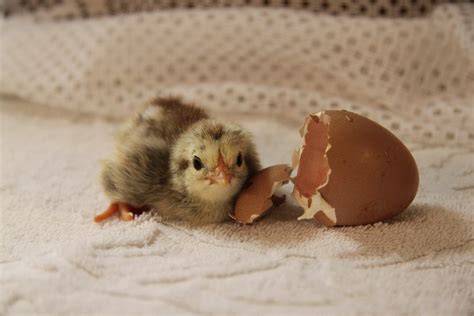 hatching chick  stock photo public domain pictures