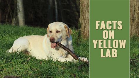 yellow lab complete guide   yellow labrador retriever petmoo
