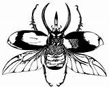 Beetle Scarab Stag Drawing Egyptian Getdrawings sketch template