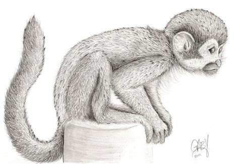 monkey drawing  dgaby  deviantart