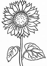 Coloring Sunflower Sunflowers Printcoloringpages Whitesbelfast sketch template