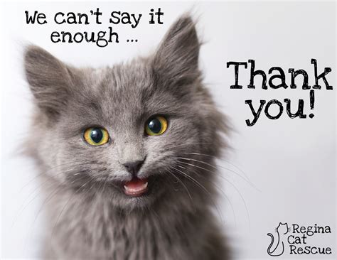 Thank You Rcr Volunteers — Regina Cat Rescue
