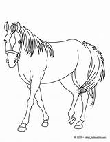 Cheval Caballos Caballo Indien Cavalo Coloriages Ingles Sangre Pura Colorier Hellokids Harmoni Numero Entspannendes Pferd sketch template