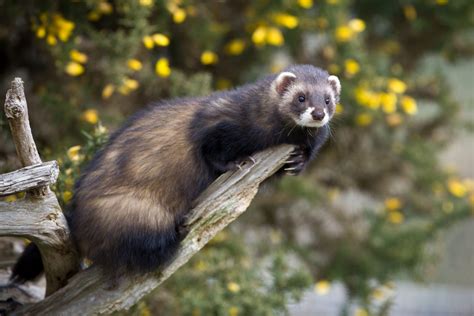 natural habitat   ferret impressive nature