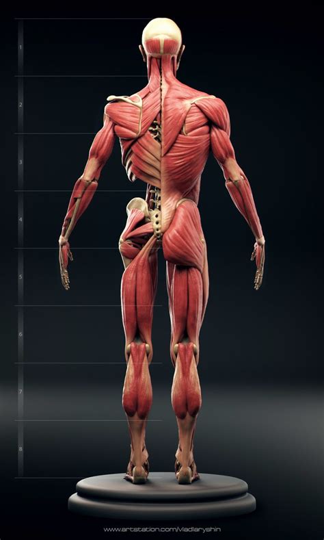 Ecorche Vladislav Laryushin Body Anatomy Human Body Anatomy