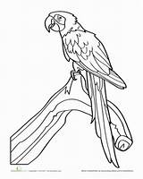 Coloring Macaw Scarlet Rosella Drawing Pages Getdrawings Designlooter 300px 34kb sketch template