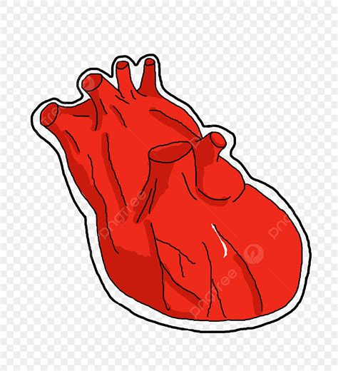 gambar ilustrasi hati organ tubuh manusia digambar hati merah jantung