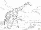 Coloring Giraffe Pages Reticulated Animals Realistic Animal Printable Supercoloring Colouring Print Sheets Drawing African Safari Adult Giraffes Puzzle sketch template