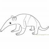 Anteater Coloring Baby Pages Giant Running Kids Coloringpages101 sketch template