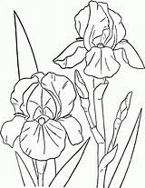 Iris Storczyki Kolorowanki Hibiscus Getdrawings Irises Bearded sketch template