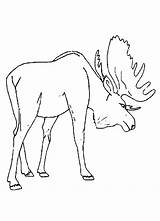 Moose Coloring Pages Kids Drawing Animal Printable Preschool Print Getdrawings Colouring Popular Color Coloringhome Comments sketch template