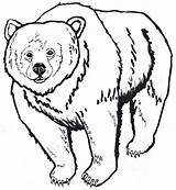 Bear Outline Grizzly Drawing Head Clipart Brown Polar American Coloring Pages Drawings Animal Kids Native Bears Cool Color Printable Cartoon sketch template