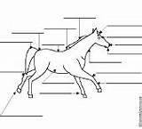 Horse Label Enchantedlearning Printout Grade sketch template