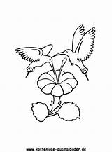 Kolibri Ausmalbilder Tiere Ausmalen Kostenlose Malvorlagen Voegel Vögel sketch template