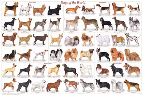 buy laminated dogs   world popular breeds chart