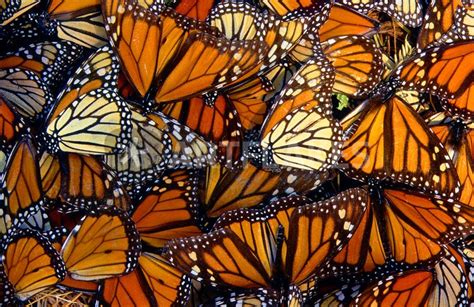 butterfly swarm butter fly pinterest products and