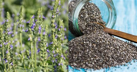 grow chia seeds     entire plant