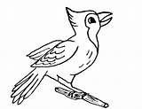 Uccelli Ptice Oiseaux Ptica Bojanke Crtež Crtezi Printanje Deset Bojanje Stampa Cartoni Coloratutto Cartonidacolorare sketch template