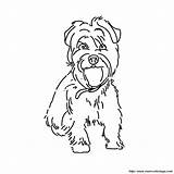 Perros Yorkie Pequeno Hund Yorkies Imprimer 2972 Chiens Poo Cane Ausdrucken Genügt Ordnung Benutzen Anderen Webbrowser Alles Wird Ausmalen2000 Imprimé sketch template