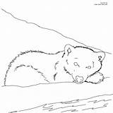 Bear Coloring Polar Cub Printable Pages Color Arctic Drawing Kids Baby Designlooter Grizzly Step 2400 33kb 2400px Getdrawings Drawings sketch template