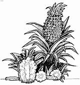 Ananas Abacaxi Kolorowanki Dzieci Pintar Pineapples Qdb sketch template